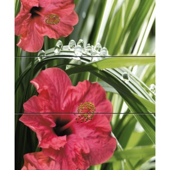 Hibiscus komplet 3*(20x50)